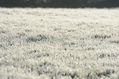 Filename=DSC_1612.jpg
Filesize=543KiB
Dimensions=1024x681
Date added=Feb 21, 2010 DSC_1612.jpg