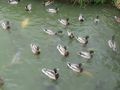 Filename=DUCKS_AT_Bodium_Castle_009.JPG
Filesize=2593KiB
Dimensions=2816x2112
Date added=May 14, 2011 DUCKS_AT_Bodium_Castle_009.JPG